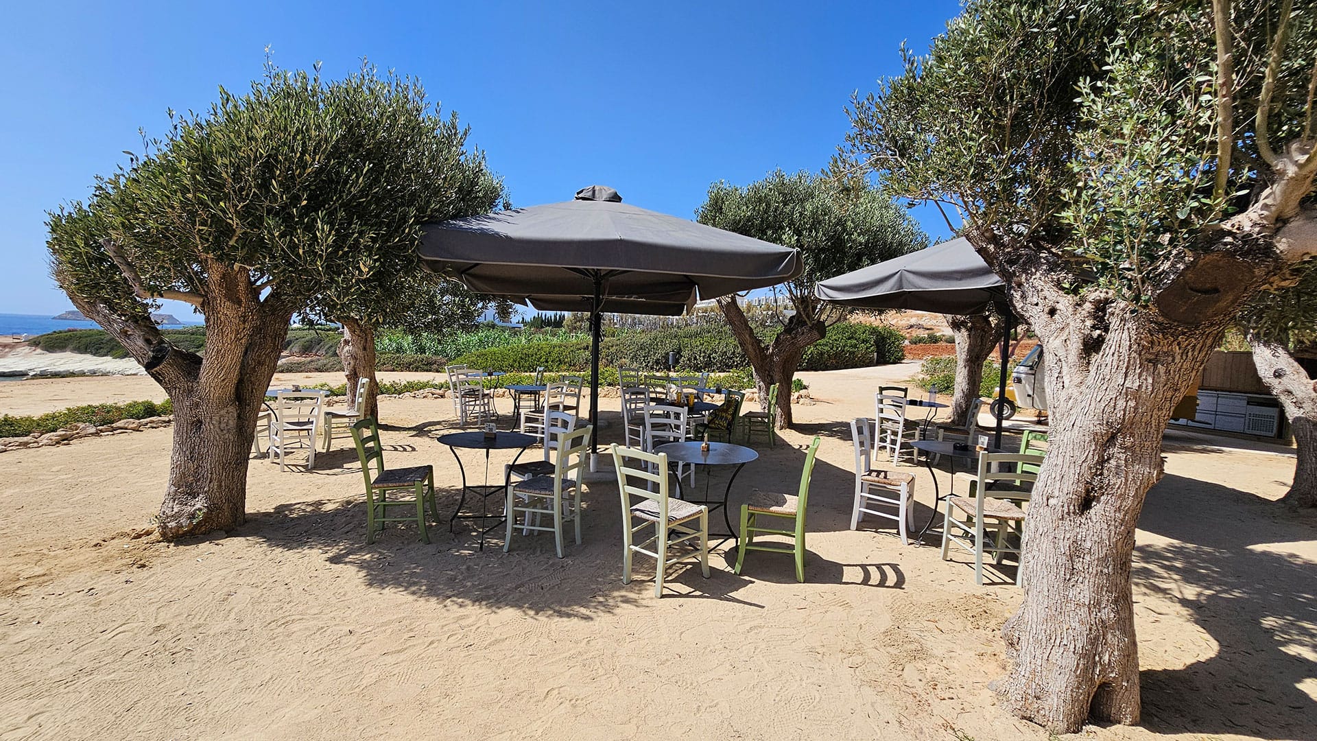sun umbrellas and chairs between olive trees